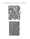 PRELAMIN A PRE PEPTIDE AS A UNIVERSAL STEM CELL DIFFERENTIATION SIGNAL diagram and image