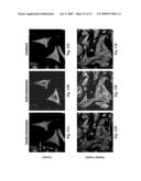 PRELAMIN A PRE PEPTIDE AS A UNIVERSAL STEM CELL DIFFERENTIATION SIGNAL diagram and image