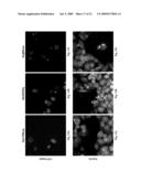 PRELAMIN A PRE PEPTIDE AS A UNIVERSAL STEM CELL DIFFERENTIATION SIGNAL diagram and image