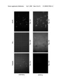 PRELAMIN A PRE PEPTIDE AS A UNIVERSAL STEM CELL DIFFERENTIATION SIGNAL diagram and image