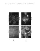 PRELAMIN A PRE PEPTIDE AS A UNIVERSAL STEM CELL DIFFERENTIATION SIGNAL diagram and image