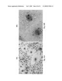 PRELAMIN A PRE PEPTIDE AS A UNIVERSAL STEM CELL DIFFERENTIATION SIGNAL diagram and image