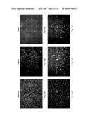 PRELAMIN A PRE PEPTIDE AS A UNIVERSAL STEM CELL DIFFERENTIATION SIGNAL diagram and image