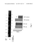 IGF-IR antagonists as adjuvants for treatment of prostate cancer diagram and image