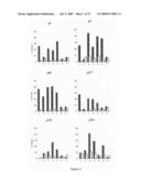 Polynucleotides encoding MHC class I-restricted hTERT epitopes, analogues thereof or polyepitopes diagram and image