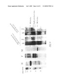 MEASLES SUBUNIT VACCINE diagram and image