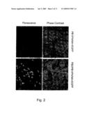 Multi Plasmid System For The Production Of Influenza Virus diagram and image