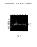 Multi Plasmid System For The Production Of Influenza Virus diagram and image