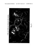 Multi Plasmid System For The Production Of Influenza Virus diagram and image