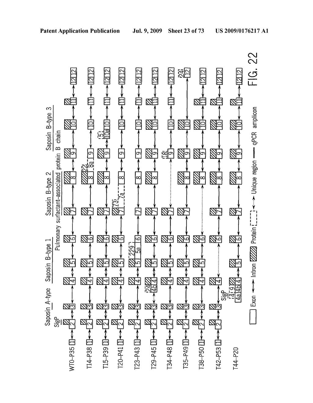 NOVEL NUCLEOTIDE AND AMINO ACID SEQUENCES, AND ASSAYS AND METHODS OF USE THEREOF FOR DIAGNOSIS - diagram, schematic, and image 24