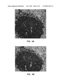 Antibody conjugates diagram and image