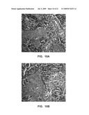 Antibody conjugates diagram and image