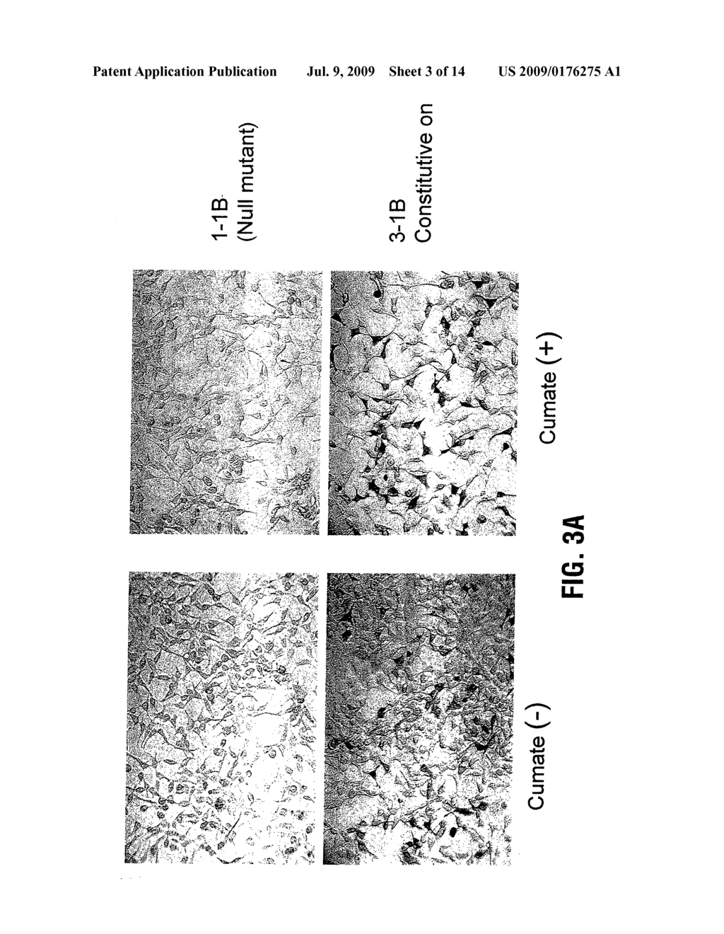 EXPRESSION SYSTEM, COMPONENTS THEREOF AND METHODS OF USE - diagram, schematic, and image 04