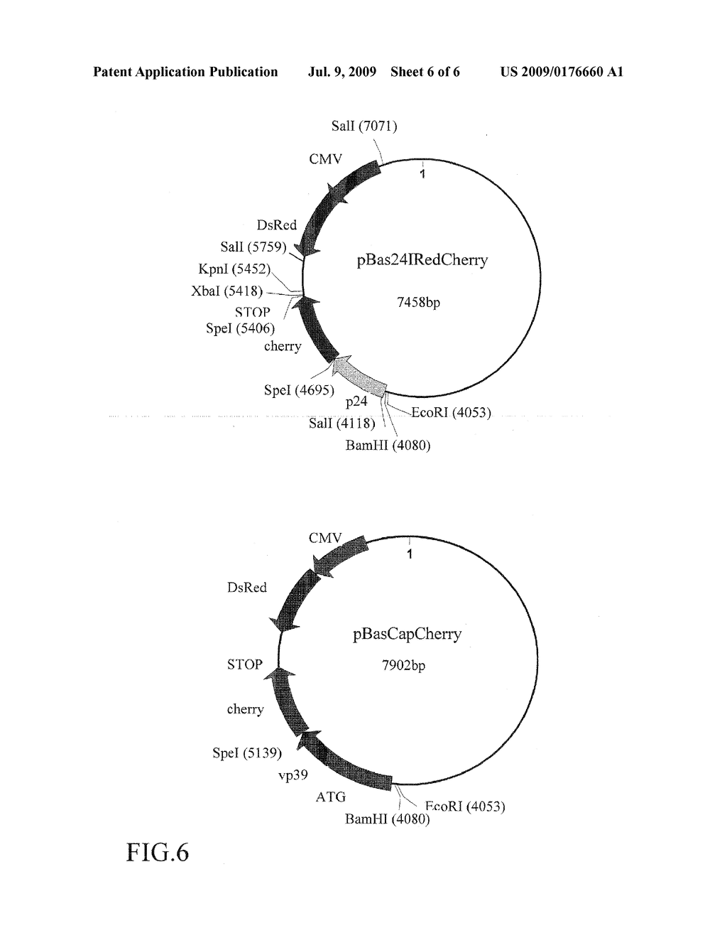 Engineered Baculoviruses and Their Use - diagram, schematic, and image 07