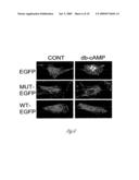 Reagents and Methods for Smooth Muscle Therapies diagram and image