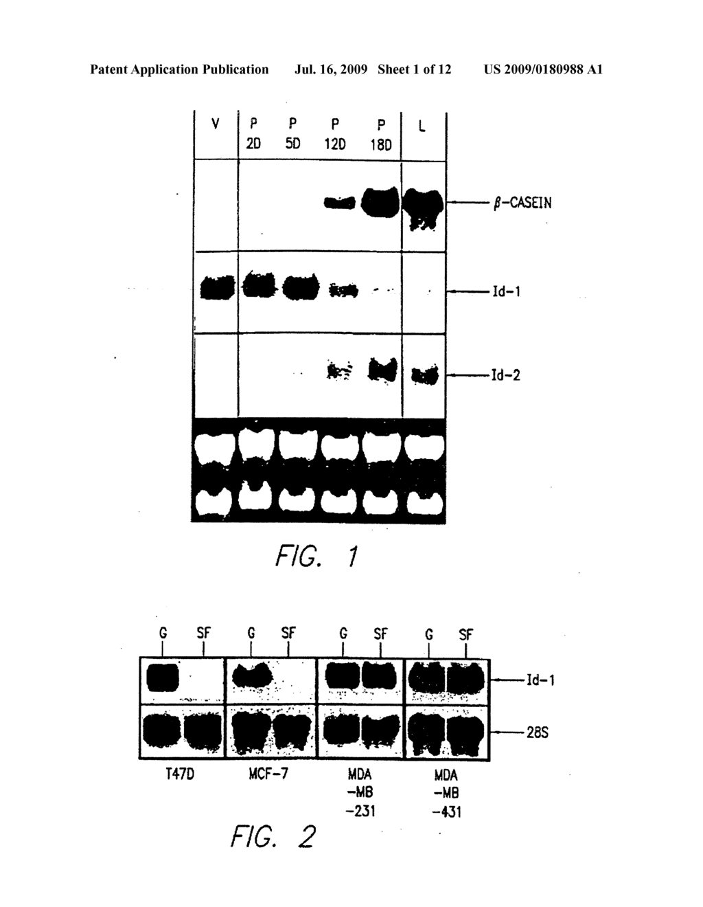 Id-1 and Id-2 Genes and Products as Therapeutic Targets for Treatment of Breast Cancer and Other Types of Carcinoma - diagram, schematic, and image 02