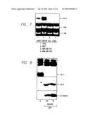 Id-1 and Id-2 Genes and Products as Therapeutic Targets for Treatment of Breast Cancer and Other Types of Carcinoma diagram and image