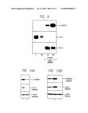 Id-1 and Id-2 Genes and Products as Therapeutic Targets for Treatment of Breast Cancer and Other Types of Carcinoma diagram and image