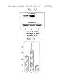 Id-1 and Id-2 Genes and Products as Therapeutic Targets for Treatment of Breast Cancer and Other Types of Carcinoma diagram and image