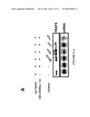 NUCLEIC ACID ENCODING PROTEINS INVOLVED IN PROTEIN DEGRADATION, PRODUCTS AND METHODS RELATED THERETO diagram and image