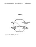 Tomoregulin-2-antibody compositions and methods for the diagnosis and treatment of Alzheimer s disease diagram and image