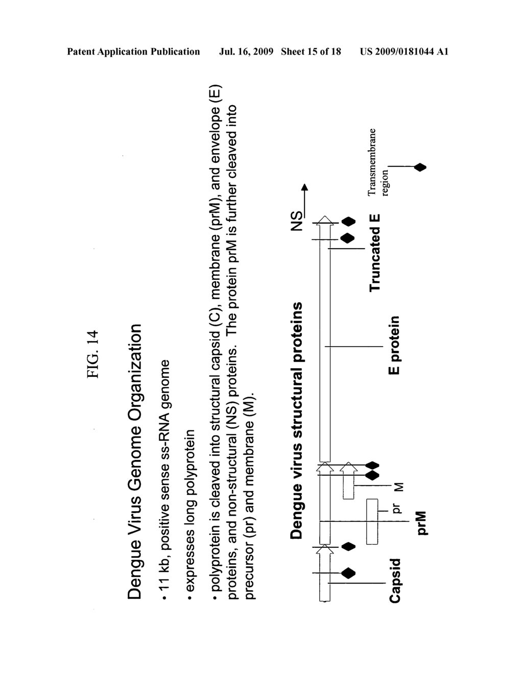 Novel Flavivirus antigens - diagram, schematic, and image 16