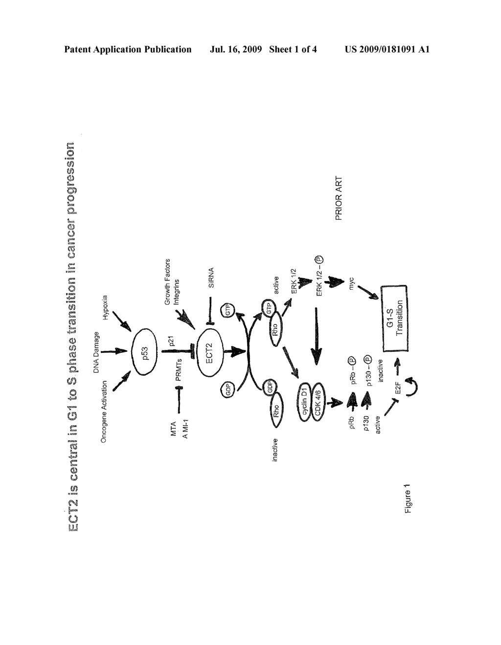 PRODUCT AND PROCESS TO REGULATE A GENE NETWORK INVOLVED IN CONSTITUTIVE INFLAMMATION AND EARLY CANCER PROGRESSION - diagram, schematic, and image 02