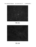 Nanoparticle conjugates diagram and image