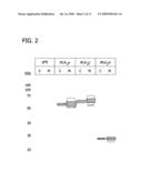 IDENTIFICATION, CLONING, EXPRESSION, AND A PURIFICATION OF THREE NOVEL HUMAN CALCIUM-INDEPENDENT PHOSPHOLIPASE A2 FAMILY MEMBERS POSSESSING TRIACYLGLYCEROL LIPASE AND ACYLGLYCEROL TRANSACYLASE ACTIVITIES diagram and image