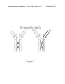 Production of Bispecific Antibodies diagram and image