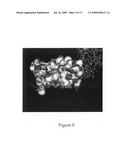 Production of Bispecific Antibodies diagram and image