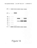 Production of Bispecific Antibodies diagram and image