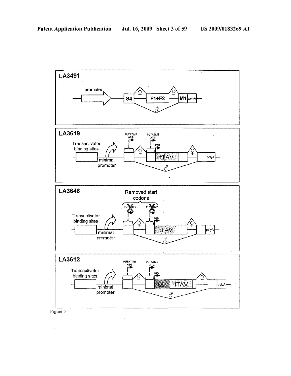 GENE EXPRESSION SYSTEM USING ALTERNATIVE SPLICING IN INSECTS - diagram, schematic, and image 04