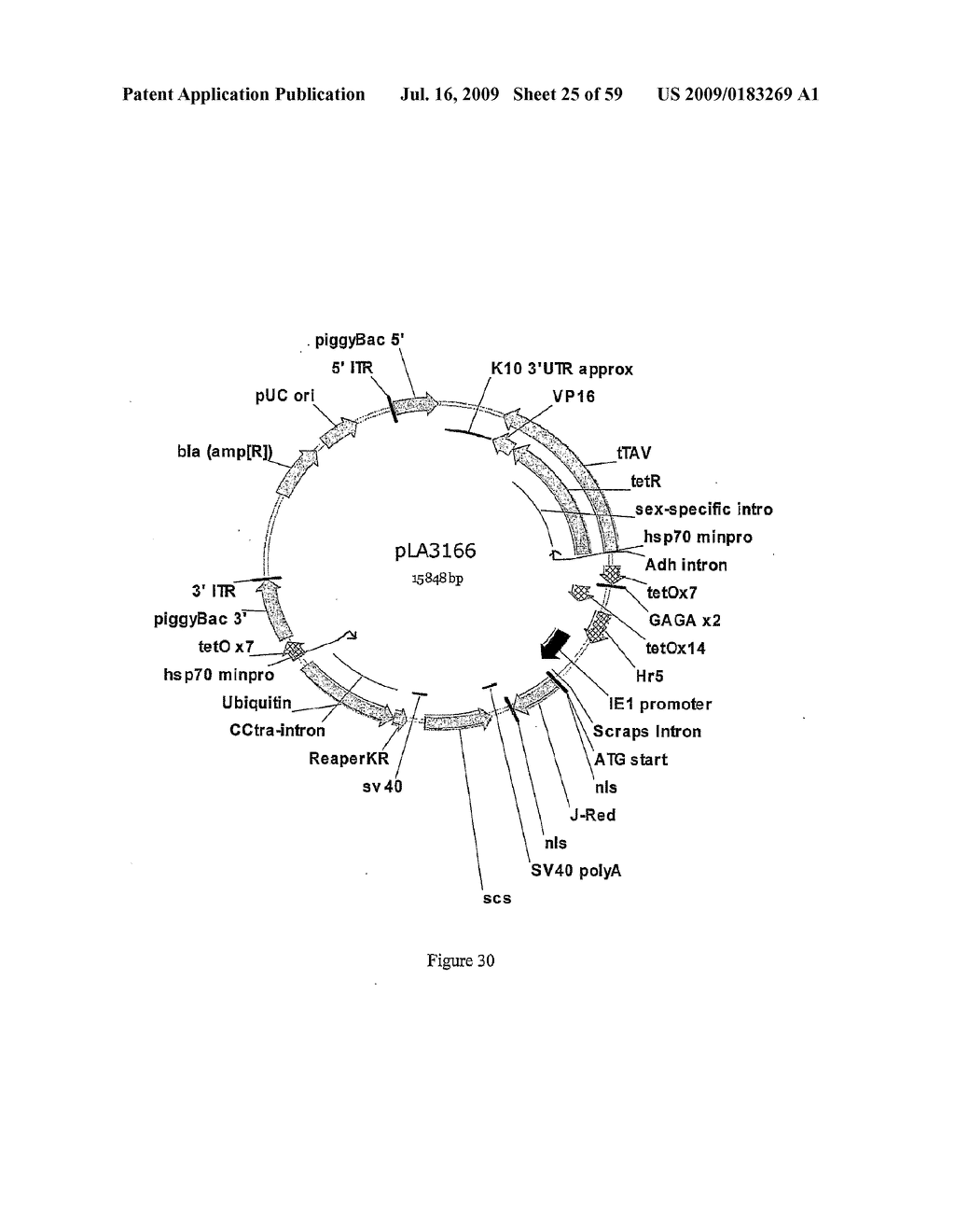 GENE EXPRESSION SYSTEM USING ALTERNATIVE SPLICING IN INSECTS - diagram, schematic, and image 26