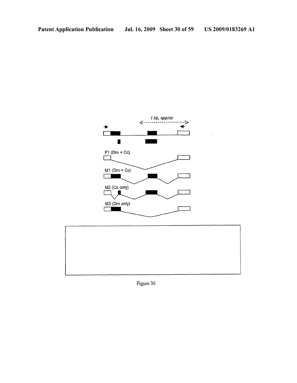 GENE EXPRESSION SYSTEM USING ALTERNATIVE SPLICING IN INSECTS - diagram, schematic, and image 31