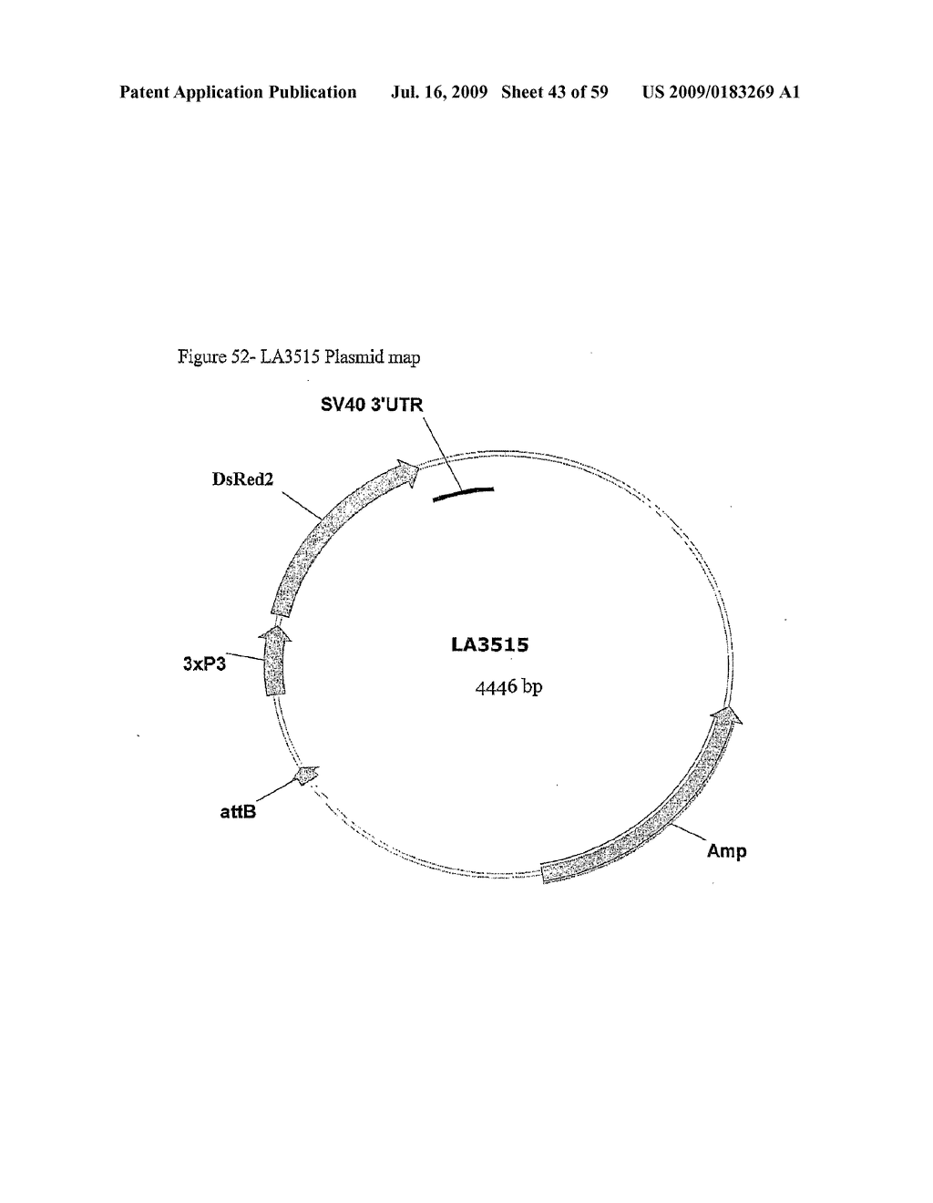 GENE EXPRESSION SYSTEM USING ALTERNATIVE SPLICING IN INSECTS - diagram, schematic, and image 44