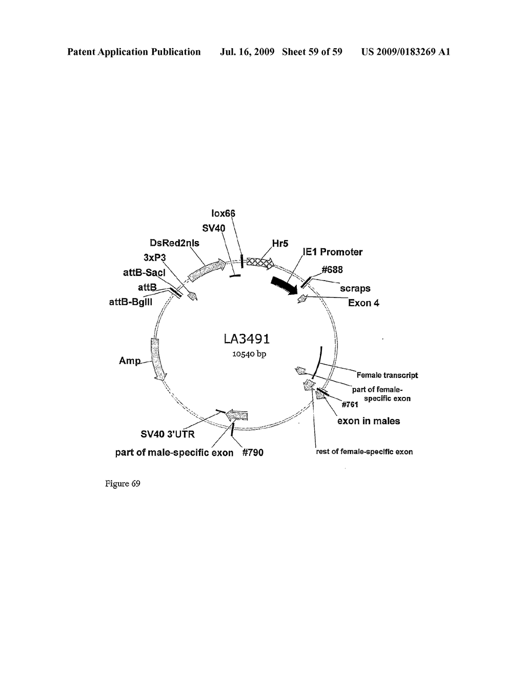 GENE EXPRESSION SYSTEM USING ALTERNATIVE SPLICING IN INSECTS - diagram, schematic, and image 60