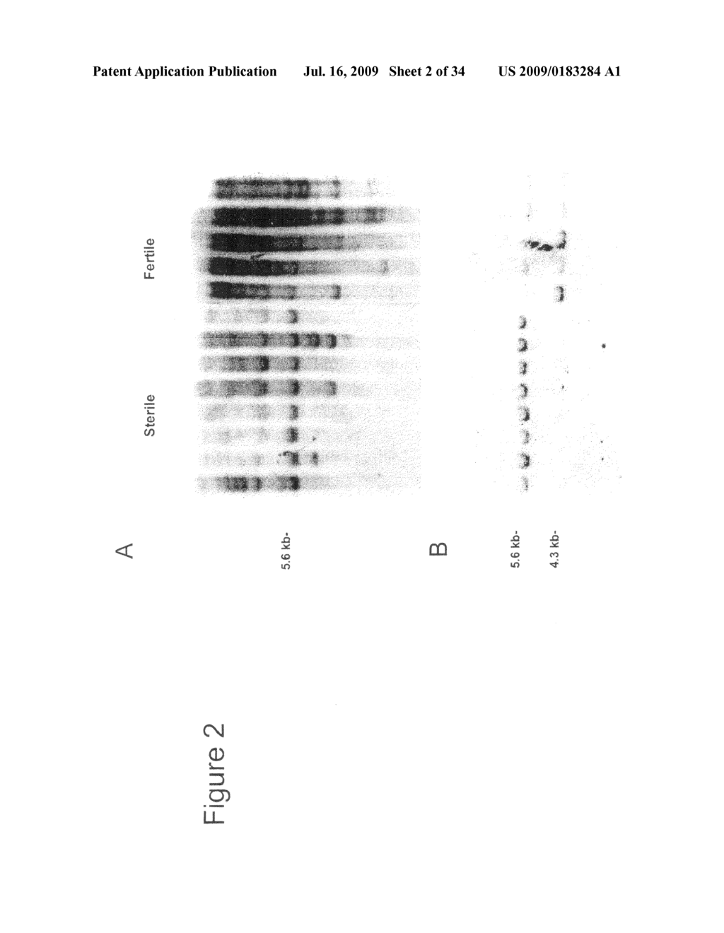 NUCLEOTIDE SEQEUNCES MEDIATING MALE FERTILITY AND METHOD OF USING SAME - diagram, schematic, and image 03