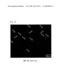 DIAGNOSTIC PROBE FOR CONFORMATION DISEASE diagram and image