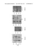 Antibodies that specifically bind hedgehog-derived polypeptides diagram and image