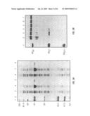 Antibodies that specifically bind hedgehog-derived polypeptides diagram and image