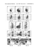 Antibodies that specifically bind hedgehog-derived polypeptides diagram and image