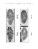 Antibodies that specifically bind hedgehog-derived polypeptides diagram and image