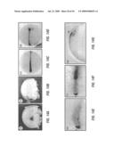 Antibodies that specifically bind hedgehog-derived polypeptides diagram and image