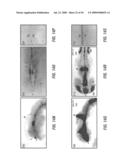 Antibodies that specifically bind hedgehog-derived polypeptides diagram and image