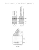 Antibodies that specifically bind hedgehog-derived polypeptides diagram and image