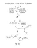 Antibodies that specifically bind hedgehog-derived polypeptides diagram and image