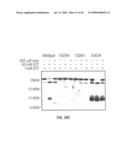 Antibodies that specifically bind hedgehog-derived polypeptides diagram and image