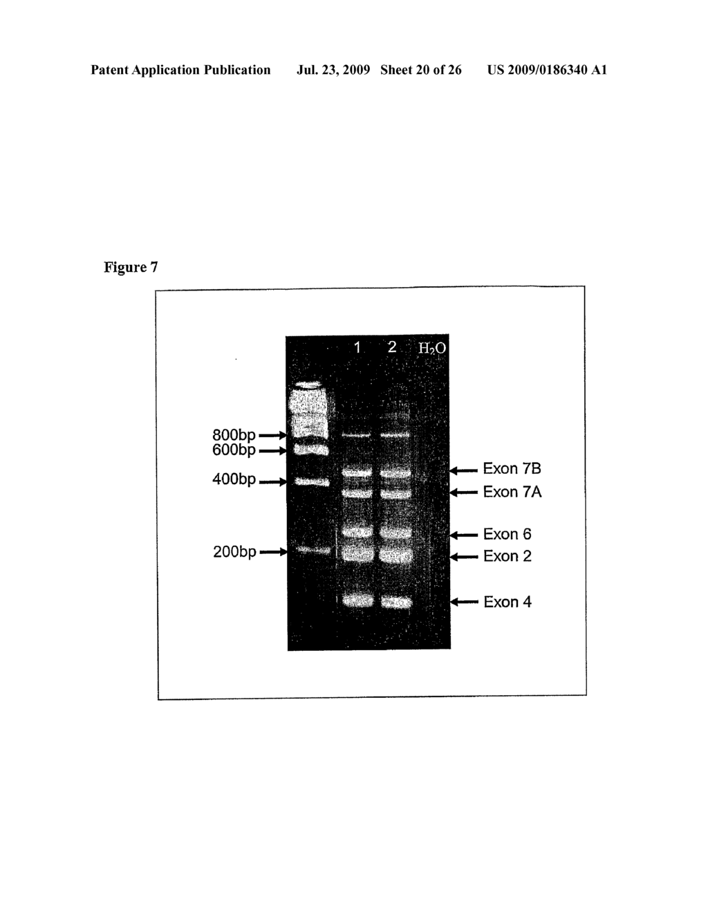 Gene Analysis - diagram, schematic, and image 21