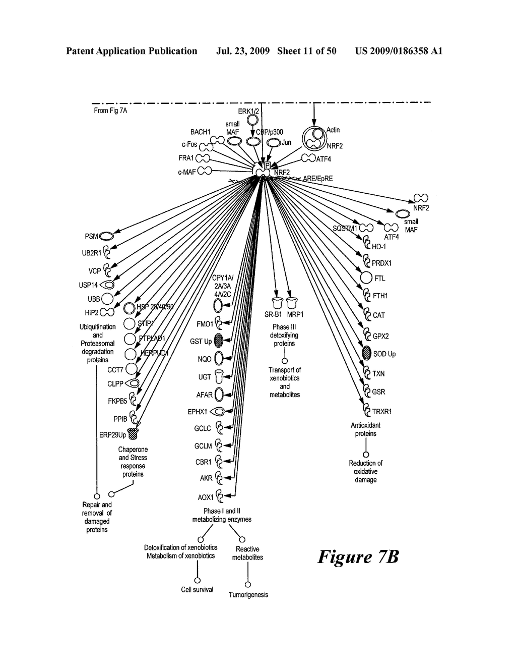 Pathway Analysis of Cell Culture Phenotypes and Uses Thereof - diagram, schematic, and image 12